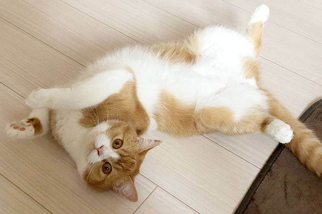 猫伝染性腹膜炎（FIP）治療