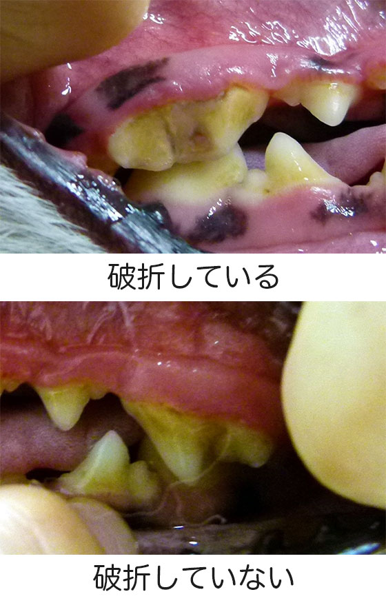 猫 歯 周 病 抜歯